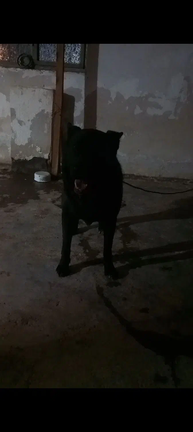 سگ ژرمن بلک|سگ|خشکبیجار, |دیوار