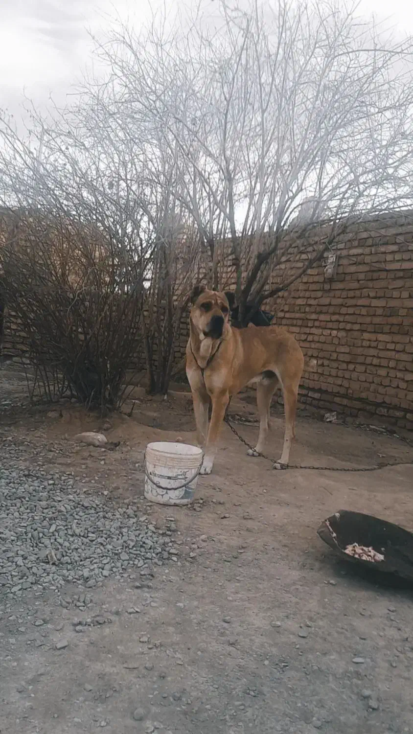 سرابی اصل|سگ|مه ولات, |دیوار