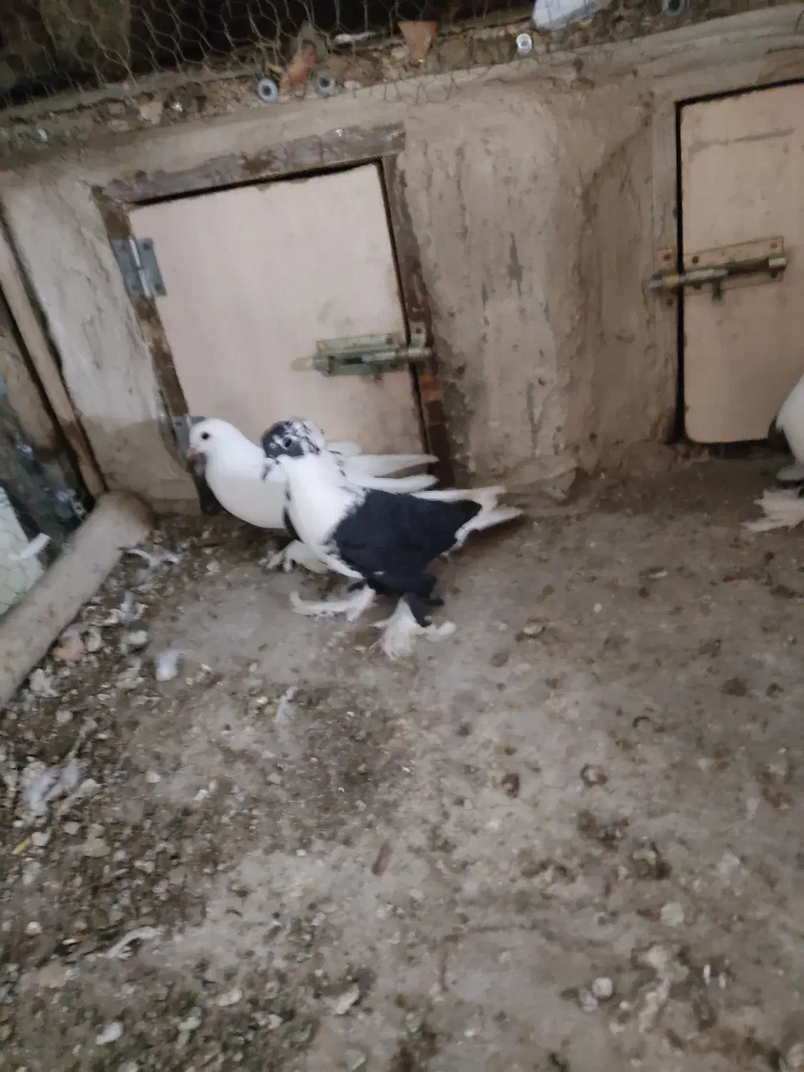 کبوتر ابلاغ و آغ لوتی|پرنده|اسکو, |دیوار