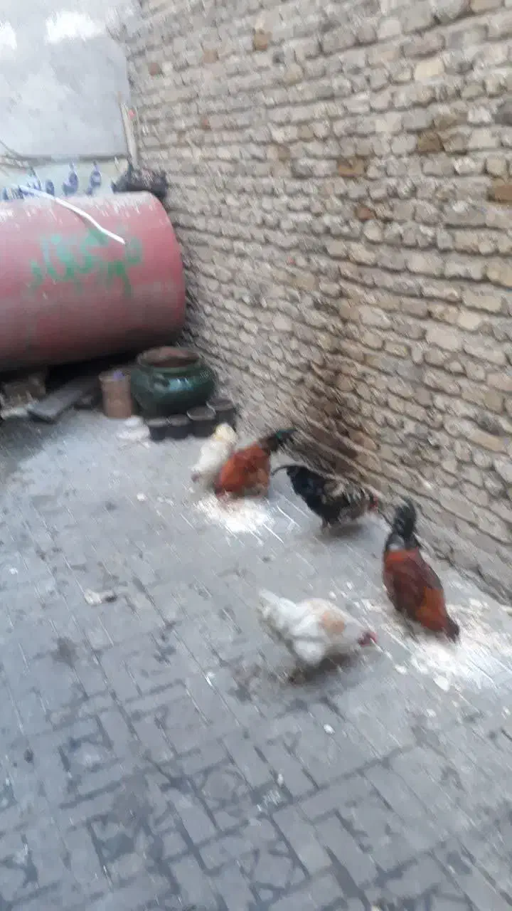 خروس|حیوانات مزرعه|نورآباد, |دیوار