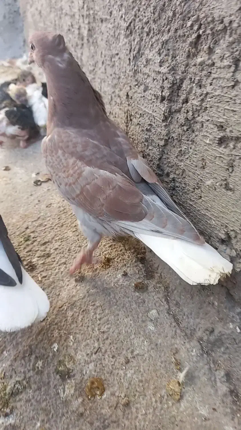 سه عدد جوجه دم سفید|پرنده|اسفراین, |دیوار