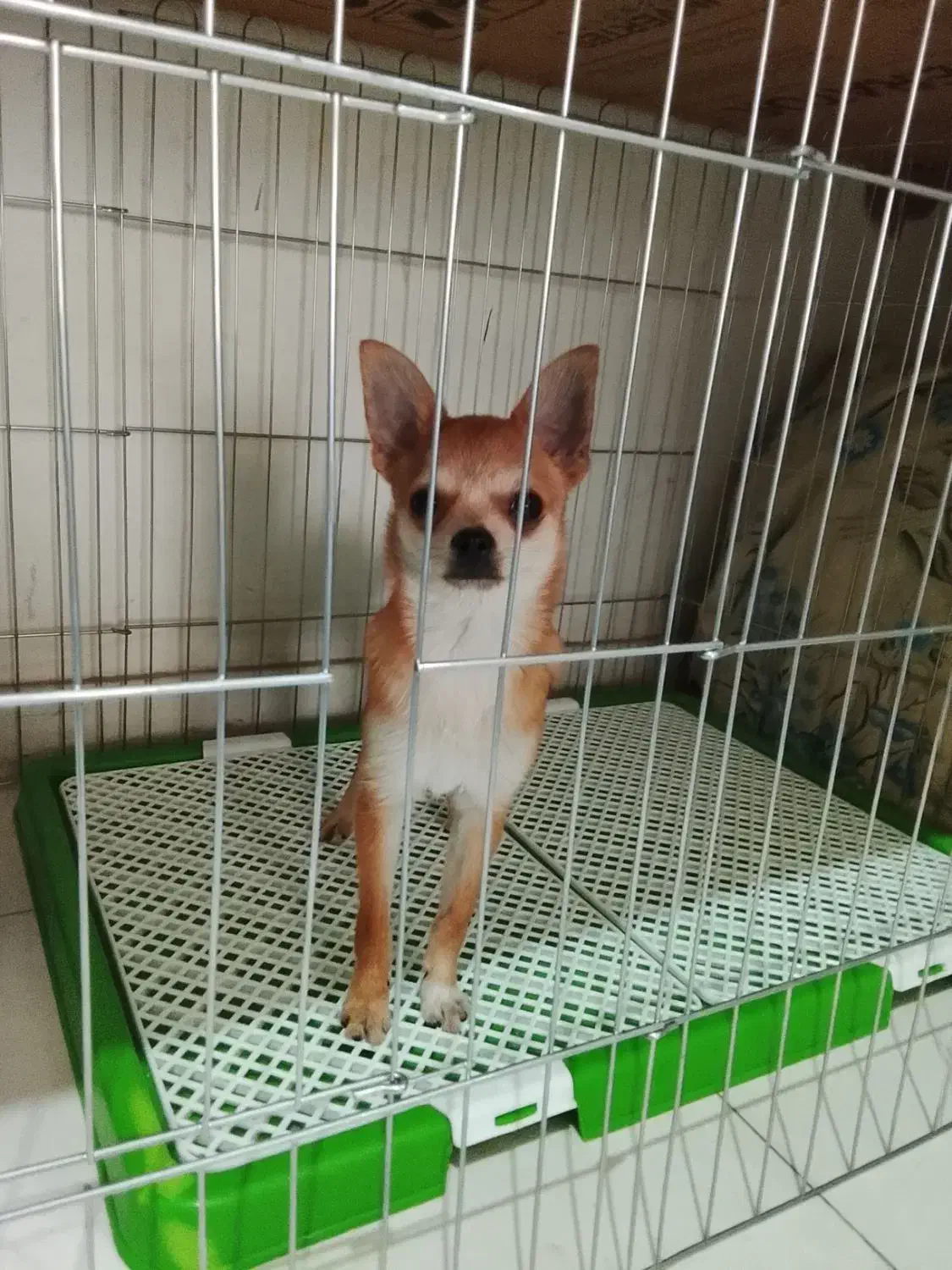 سگ شیواواقیمت33تخفیف کوچیکم دارع|سگ|ری, صفاییه (چشمه علی)|دیوار