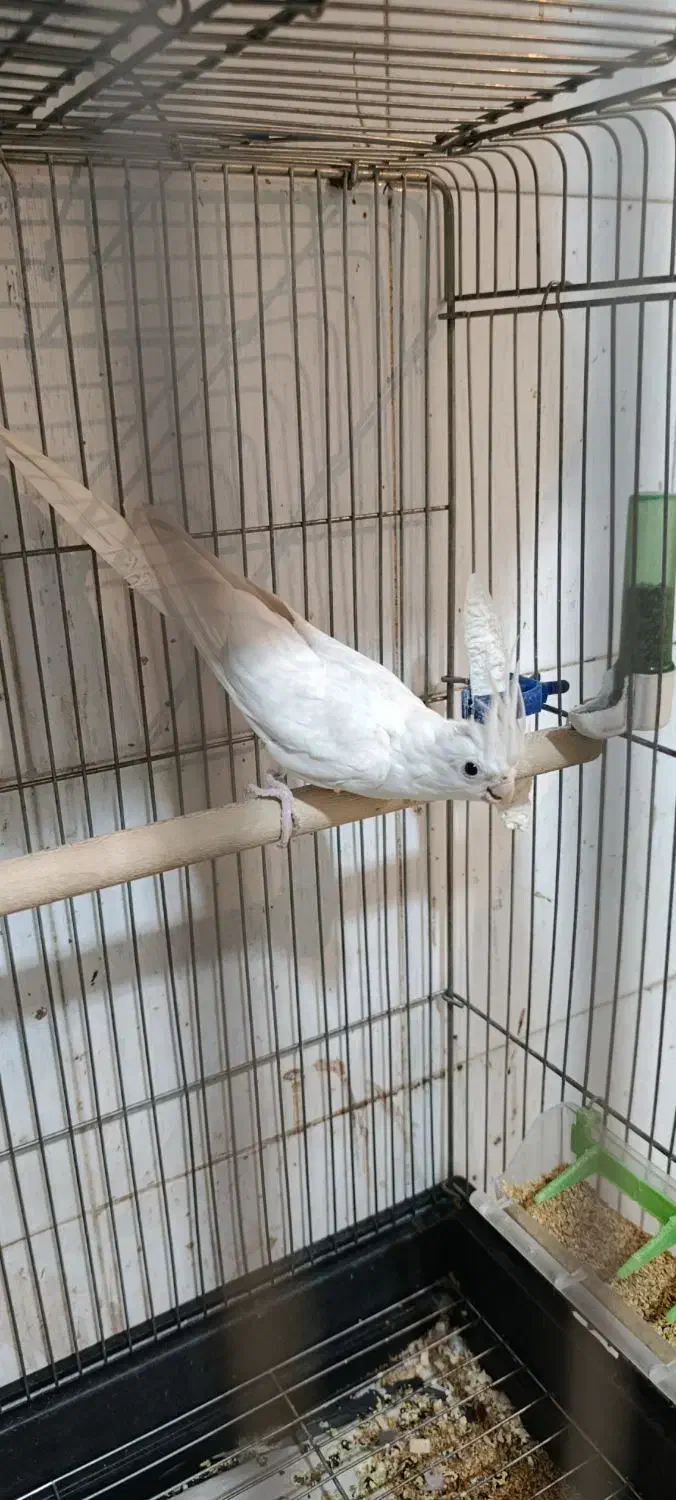 عروس هلندی ماده آلبینو مست و آماده نیمه رام طوطی|پرنده|سنندج, |دیوار