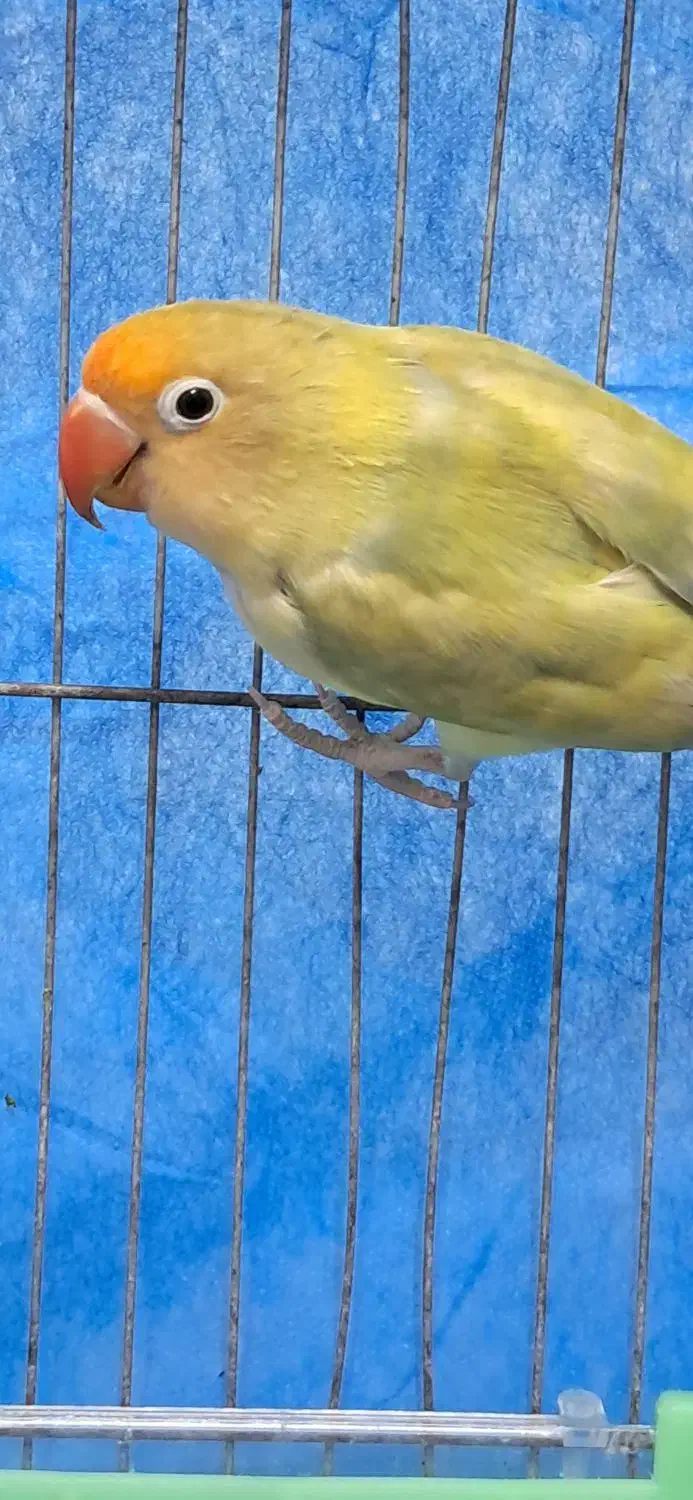 طوطی برزیلی نر|پرنده|رشت, شهرک صبا|دیوار