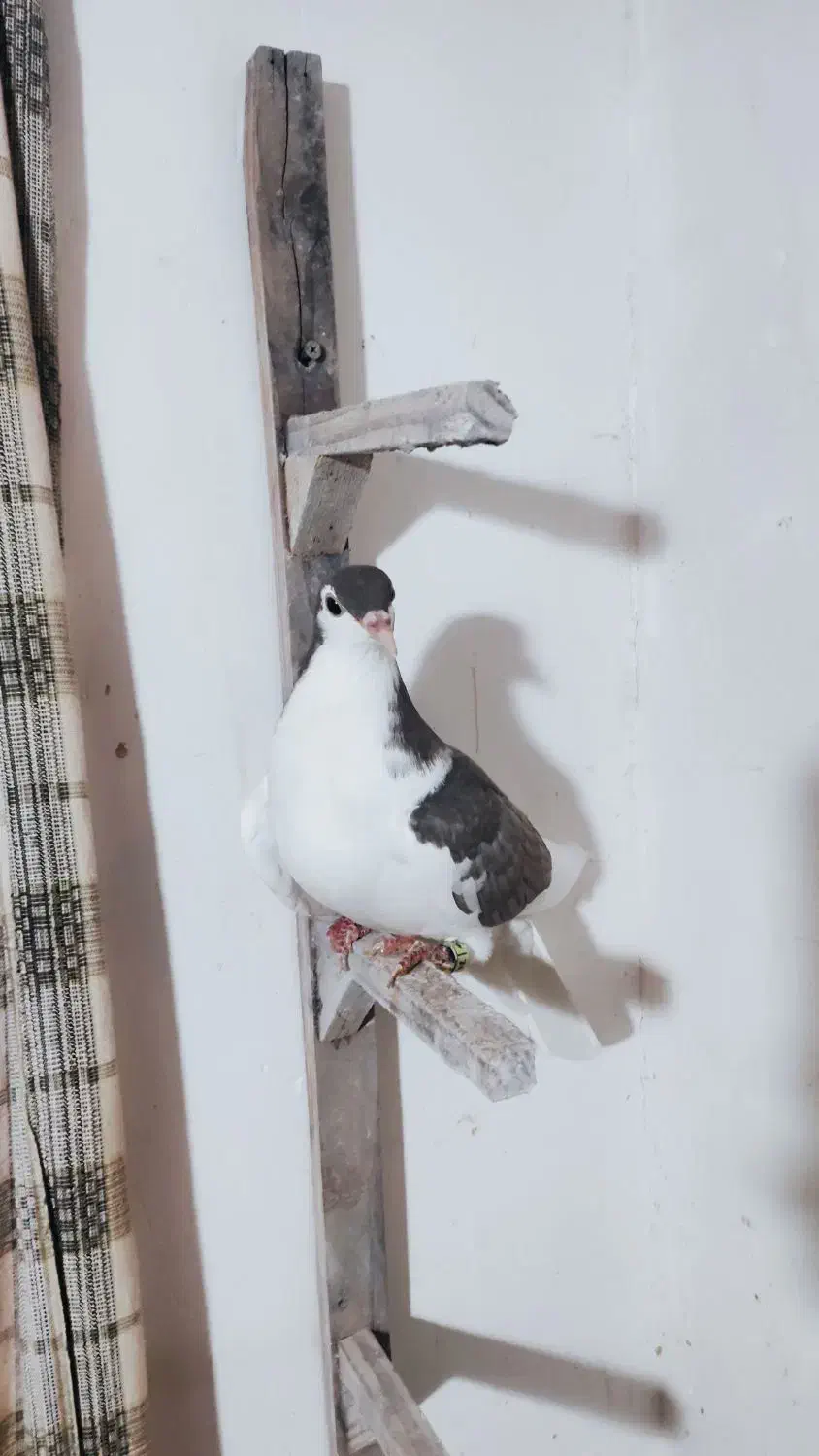 ساده جوجه|پرنده|نیشابور, بزرگمهر|دیوار