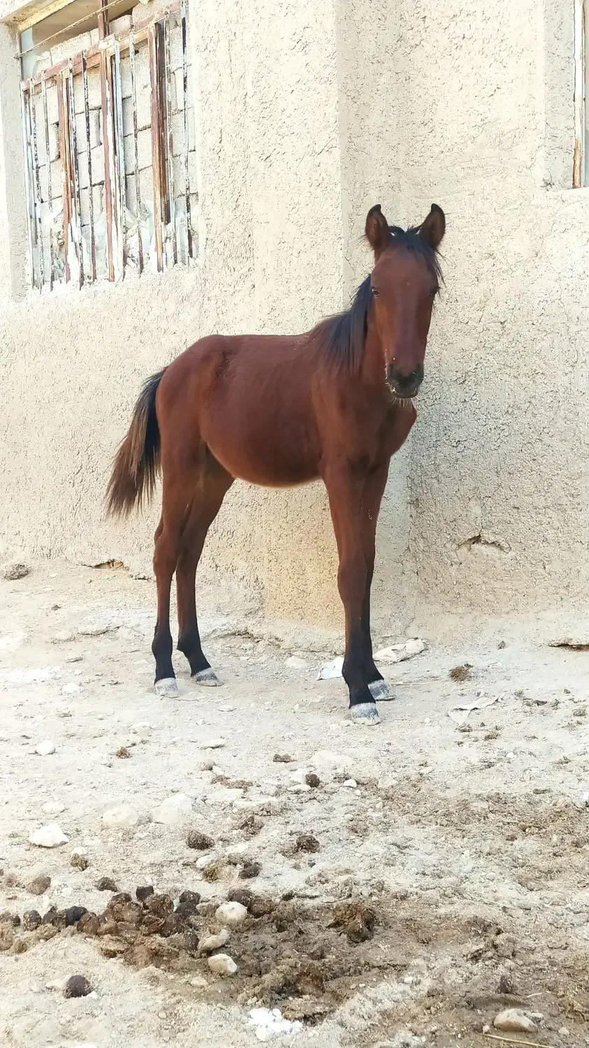 کره اسب|اسب و تجهیزات اسب‌سواری|آبپخش, |دیوار