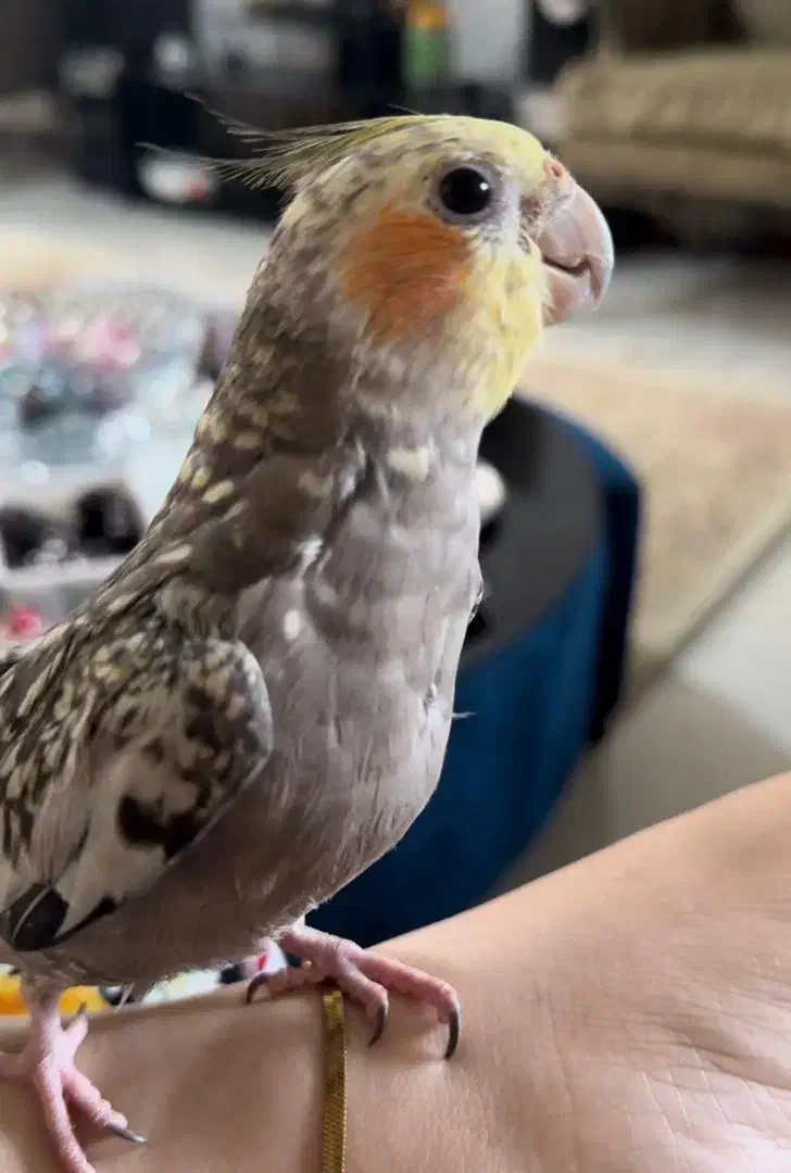 مژدگانی برای عروس هلندی|پرنده|سرخرود, |دیوار