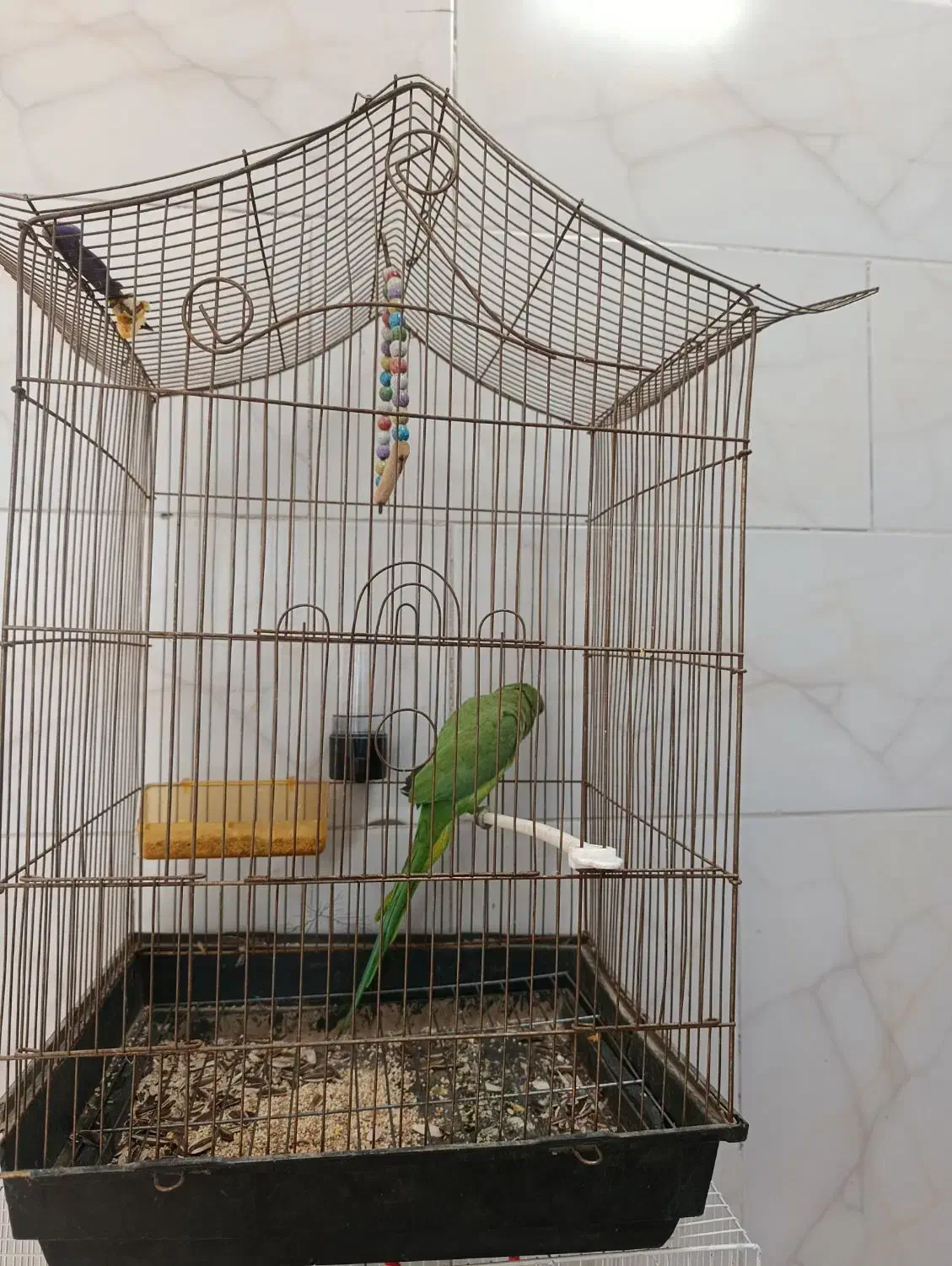 طوطی‌ملنگو|پرنده|تربت جام, شیخ احمد جامی|دیوار