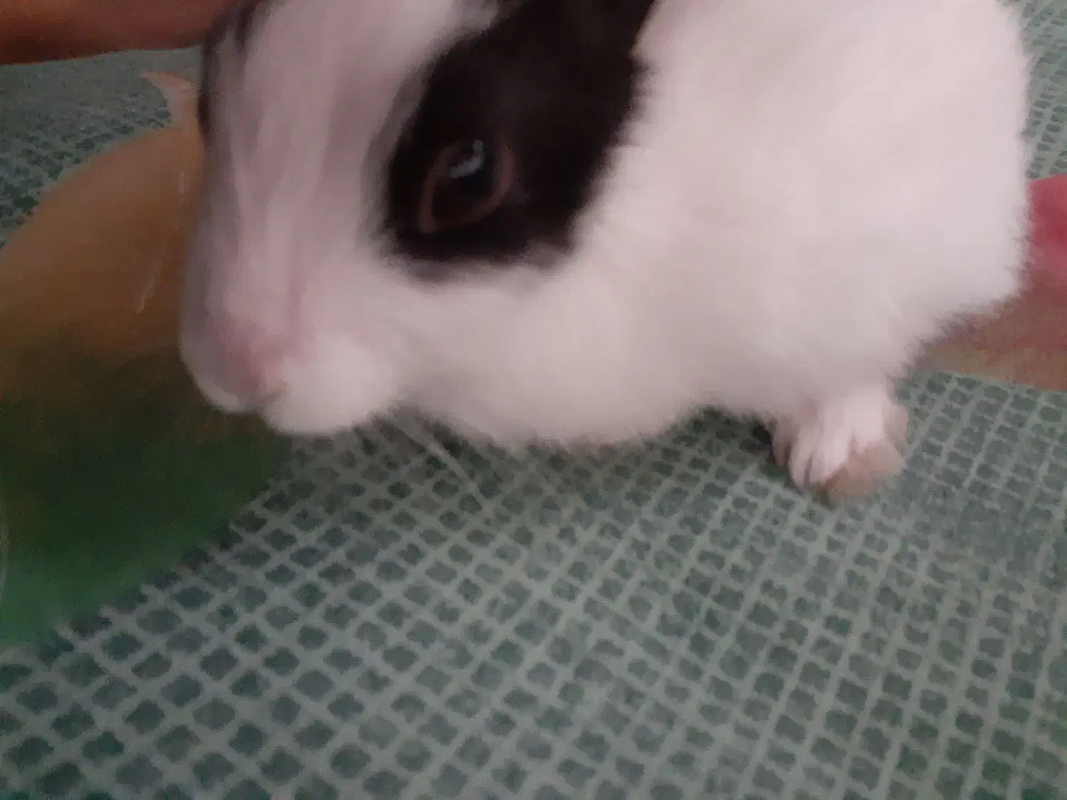 خرگوش سفید|موش و خرگوش|نسیمشهر, |دیوار