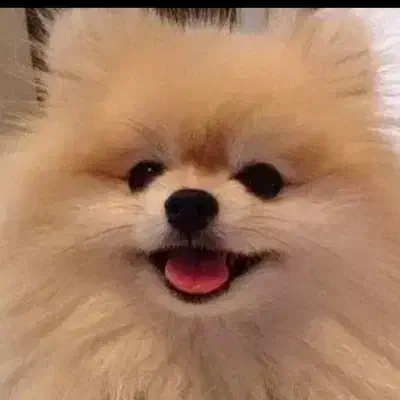 قبول سگ شما|سگ|شیراز, اصلاحنژاد|دیوار