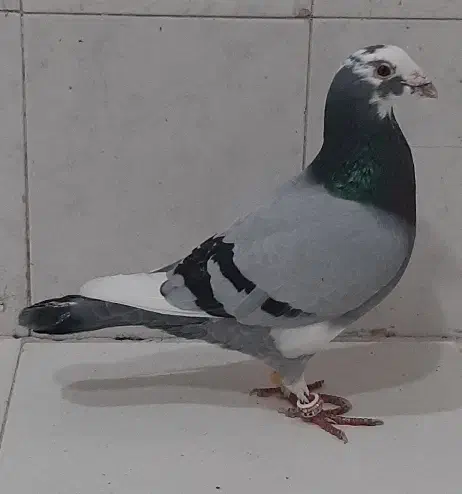 ابلغ المانی ذات دار|پرنده|مشهد, نوده|دیوار