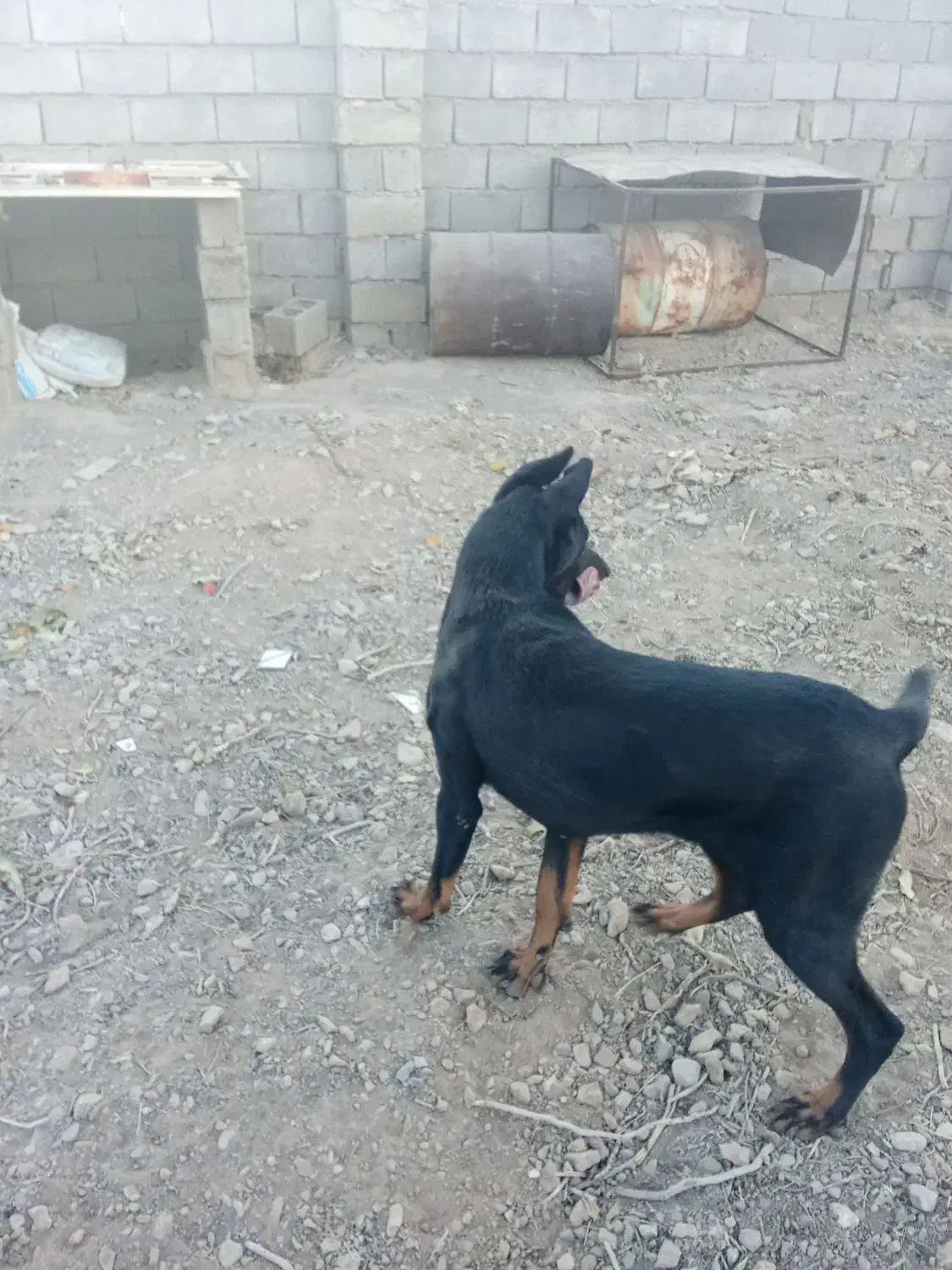 سگ دوبرمن|سگ|سیرجان, |دیوار