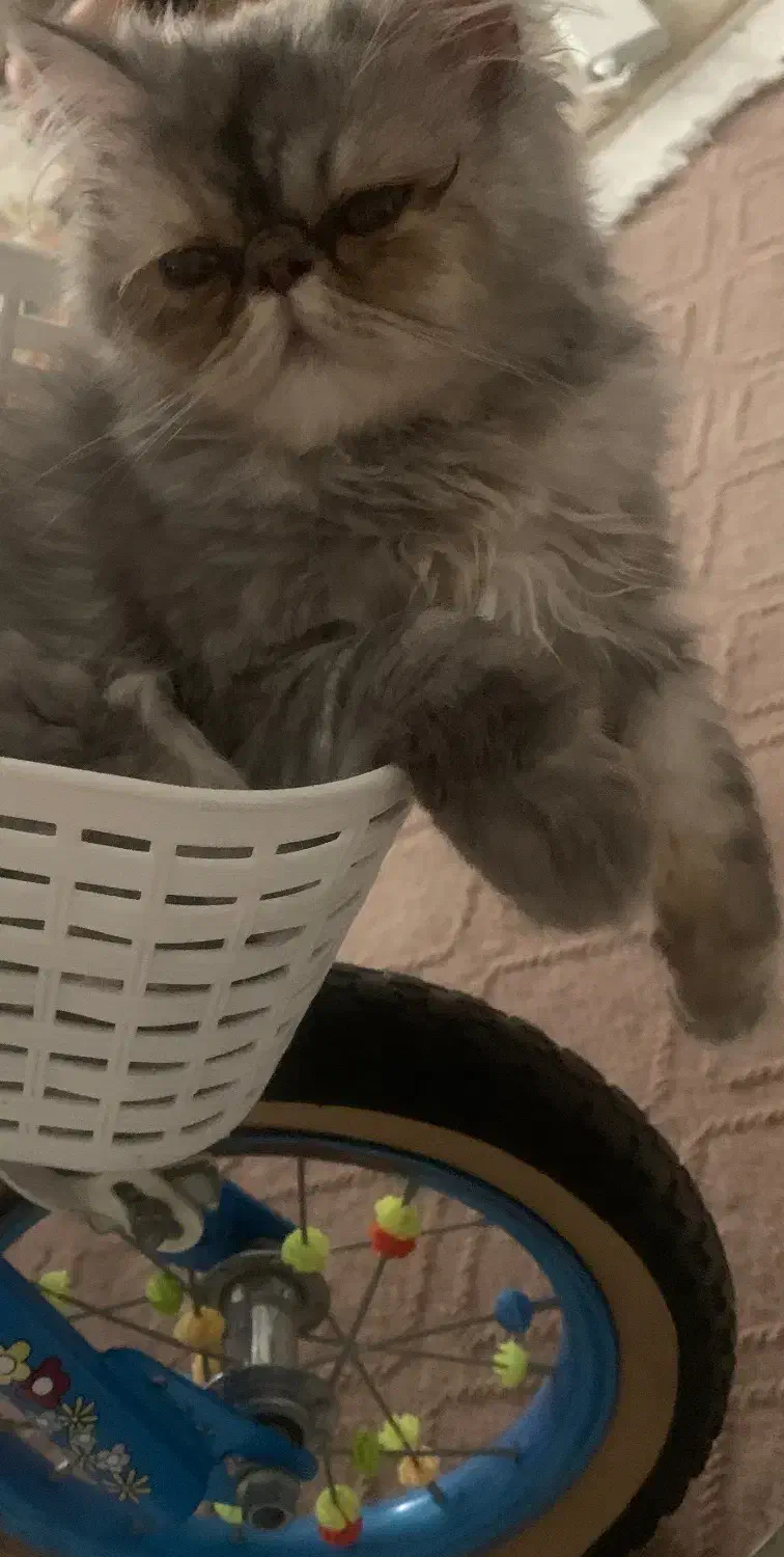 گربه پرشین|گربه|سهند, |دیوار