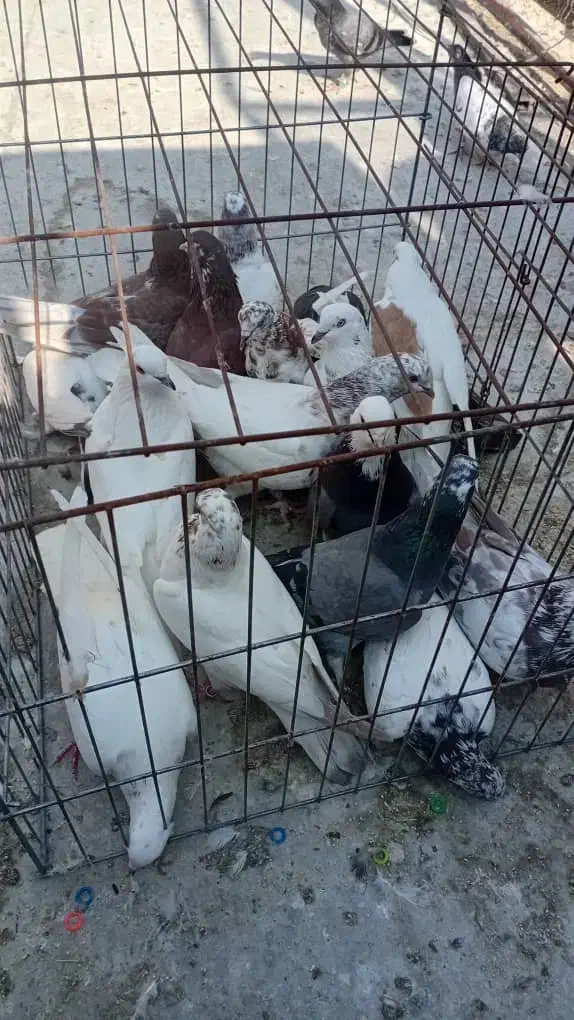 کفتر|پرنده|بندرعباس, |دیوار