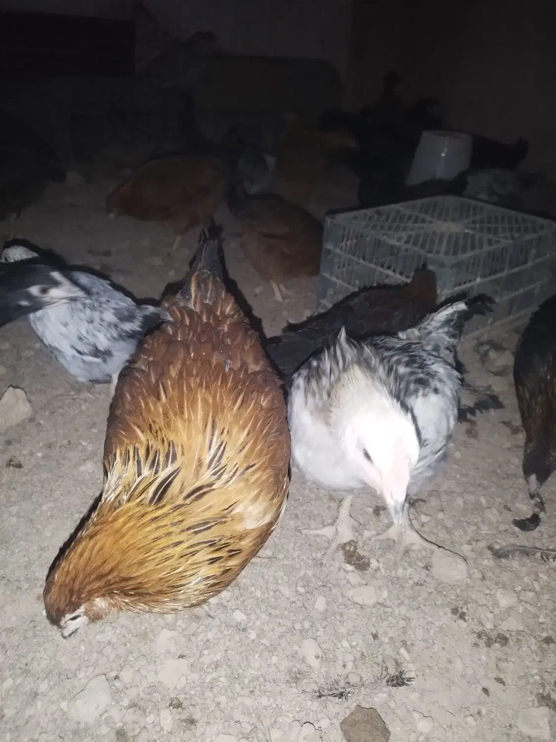 جوجه مرغ 5ماهه|حیوانات مزرعه|شاهینشهر, شهرک میلاد|دیوار