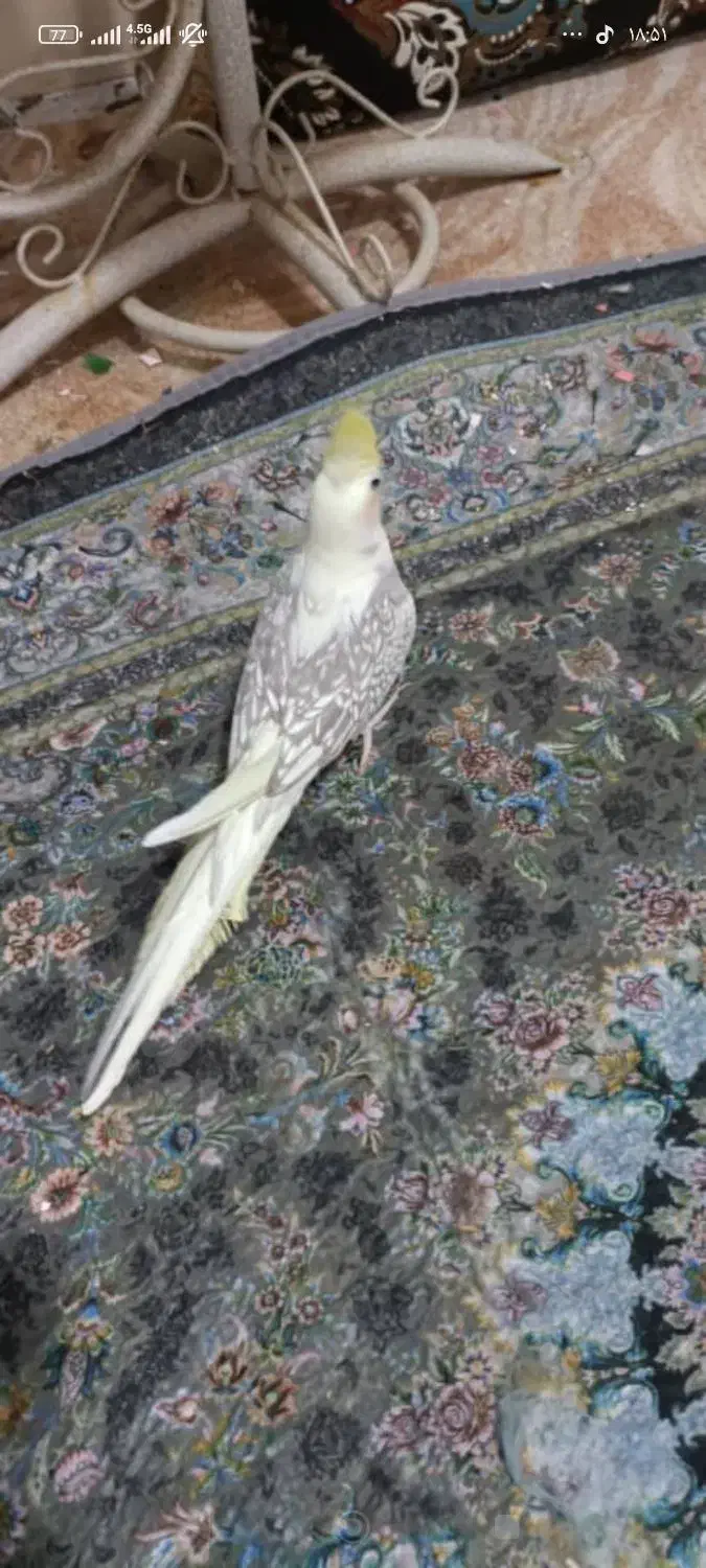 یک جفت عروس هلندی|پرنده|بندر کنگان, |دیوار