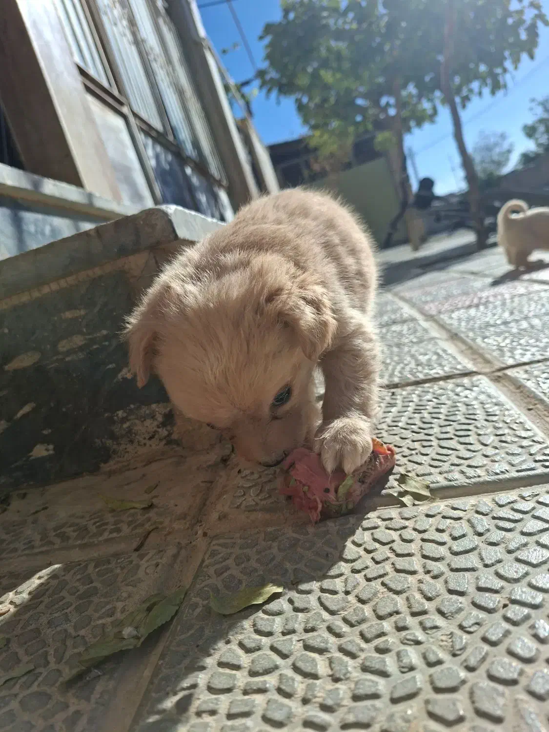 توله سک اشپیتز|سگ|گلپایگان, |دیوار