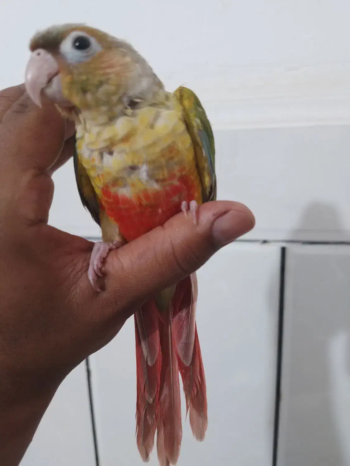 گرینچک|پرنده|بندرعباس, |دیوار