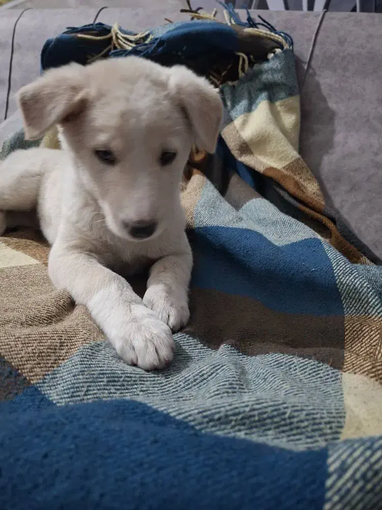 سگ بازی گوش|سگ|حمیدیا, |دیوار