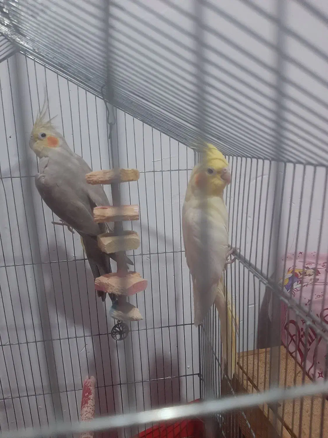 فروش فقط به علت نرسیدن|پرنده|گرمسار, |دیوار