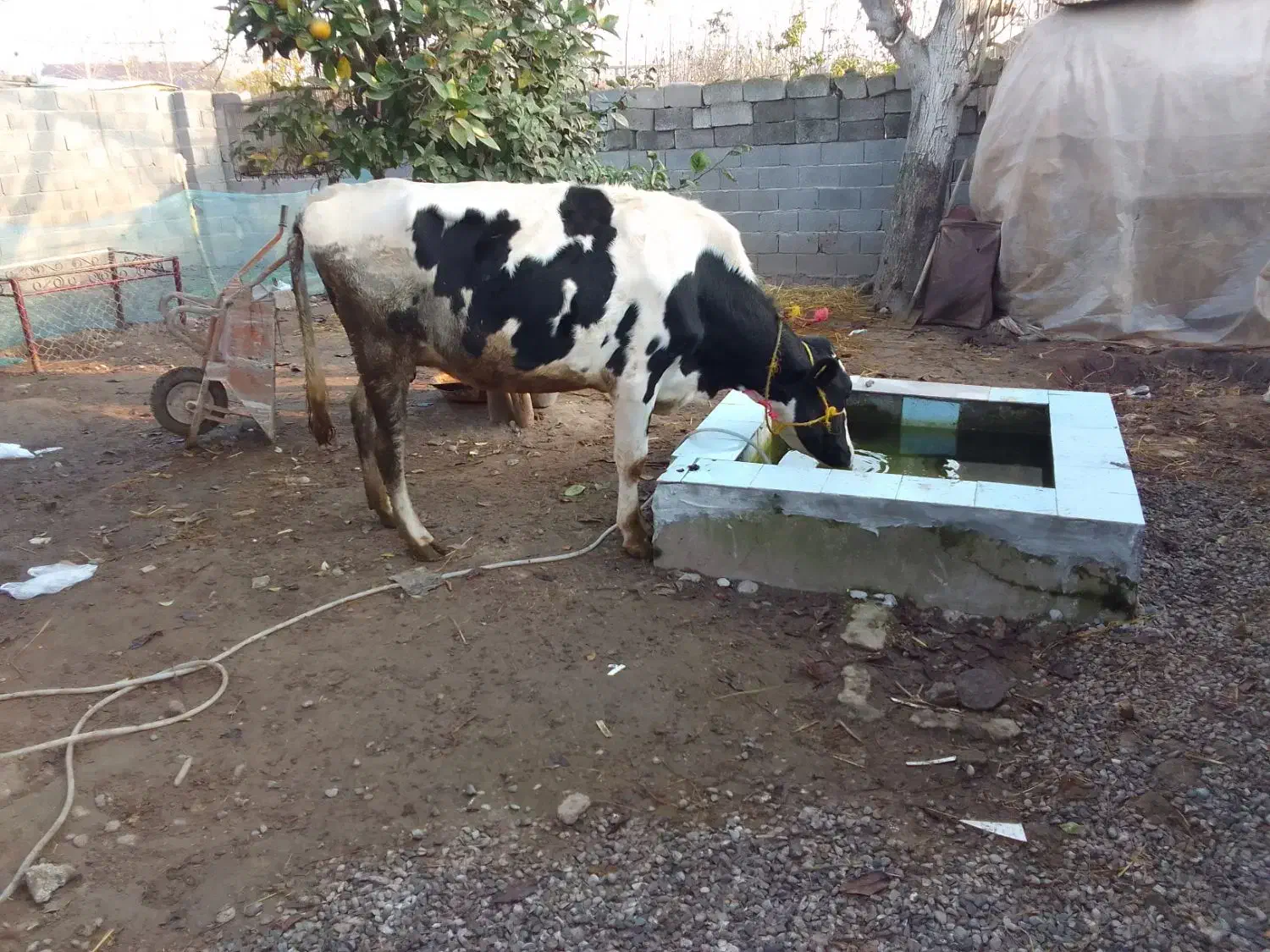 گاو هلشتاین ماده|حیوانات مزرعه|لولمان, |دیوار