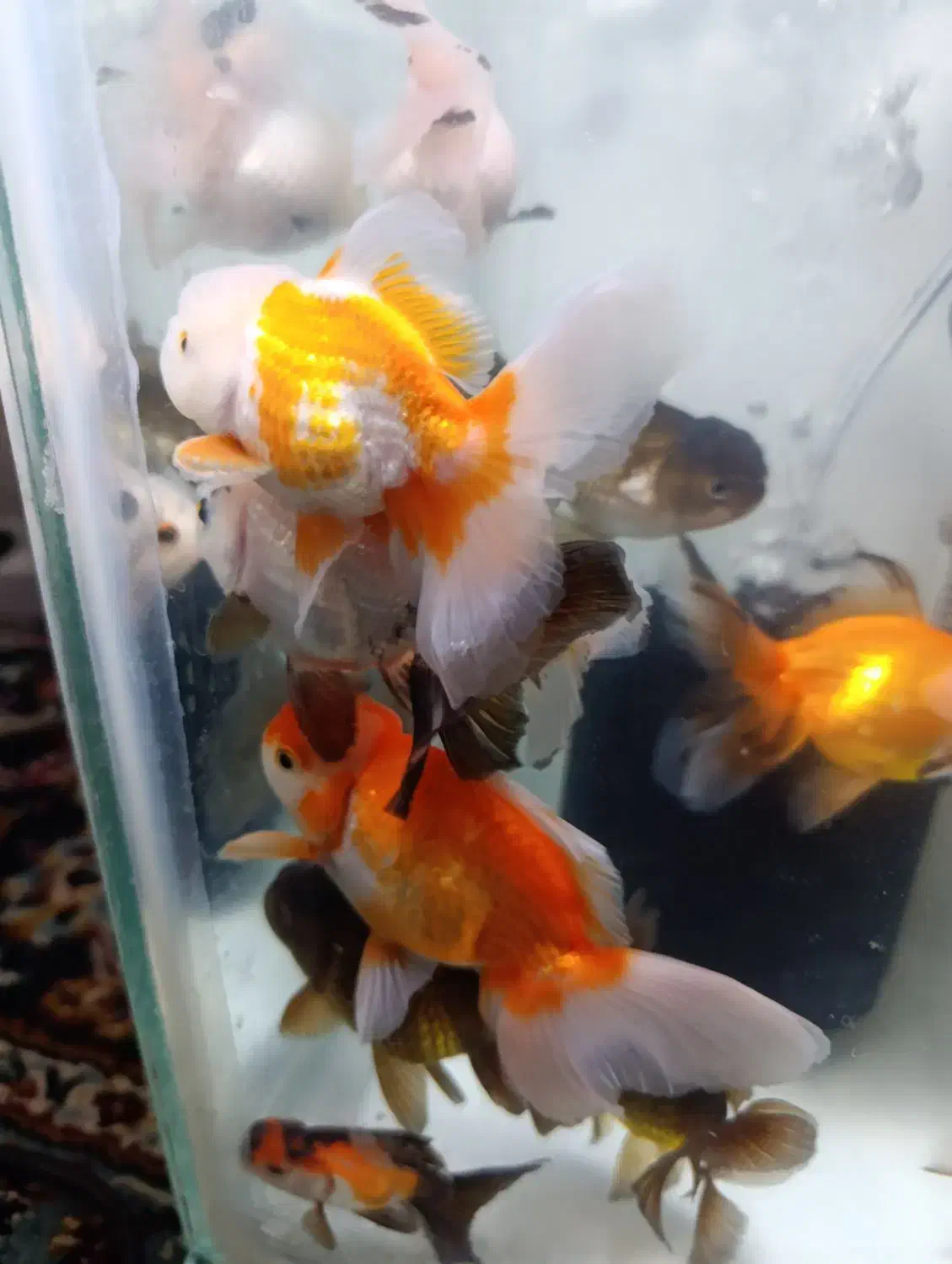 گلدفیش نژادداردرشت|ماهی|شادگان, |دیوار