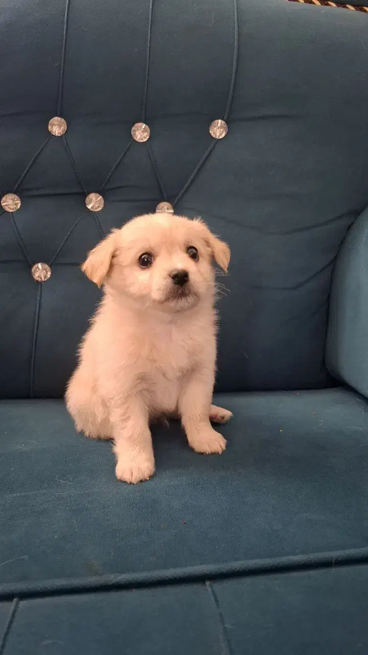 توله سگ|سگ|شیراز, شهرک قمشه|دیوار