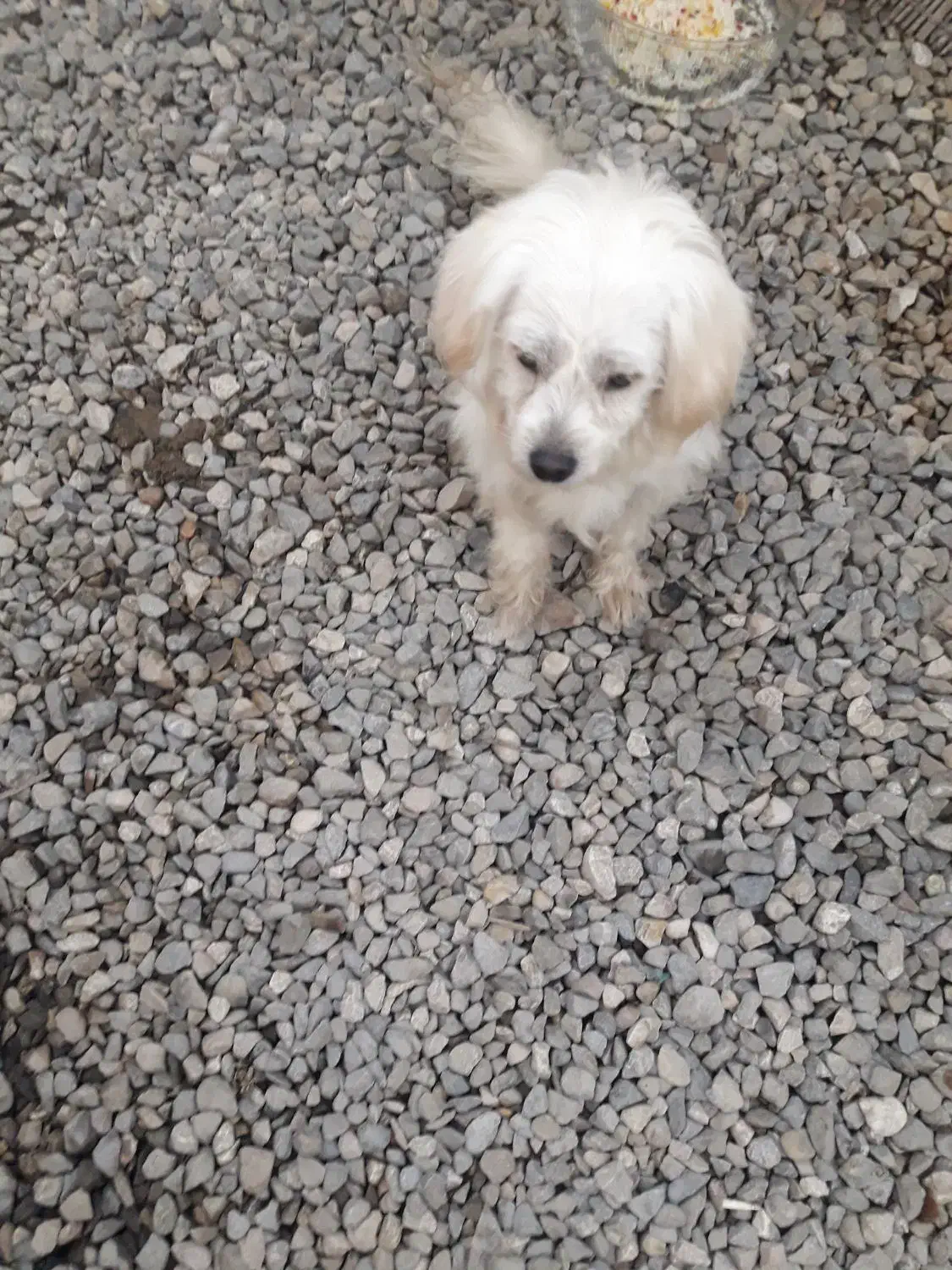 سگ پاکوتاه پشمالو خانگی|سگ|گنبد کاووس, |دیوار