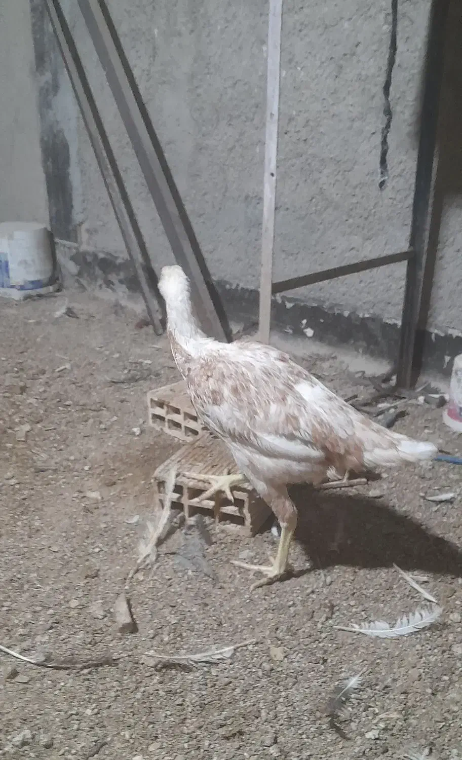 جوجه لاری مرغ لاری|حیوانات مزرعه|رباطکریم, شترخوار|دیوار