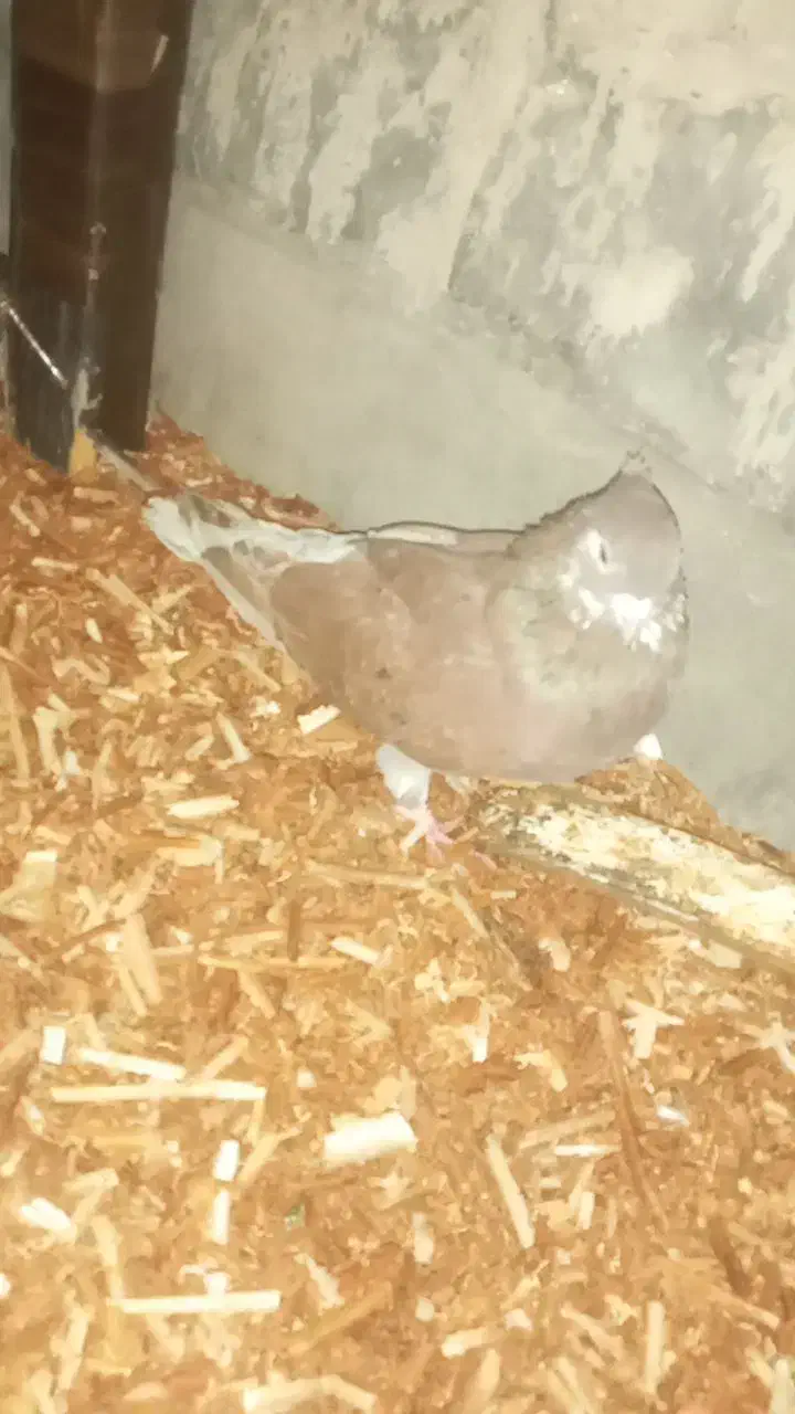 کفتر|پرنده|کلاله, |دیوار