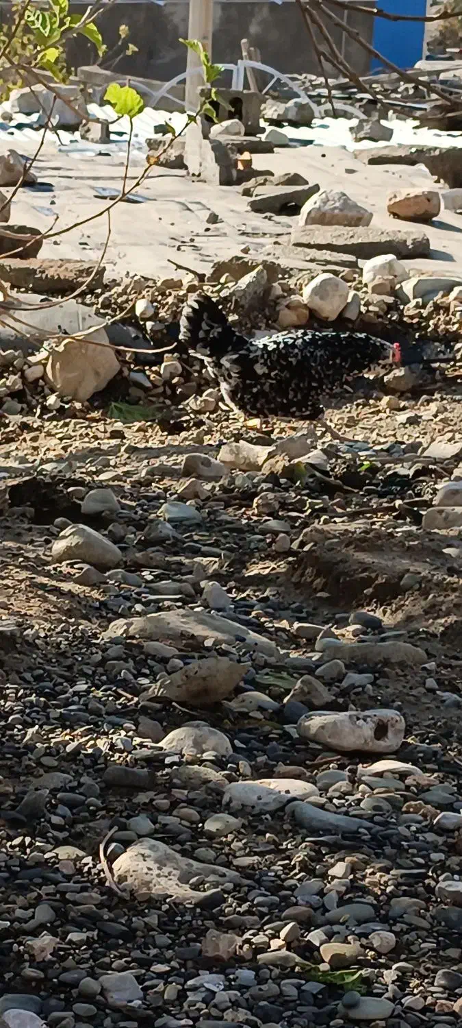 مرغ گلین|حیوانات مزرعه|دشت ذهاب, |دیوار