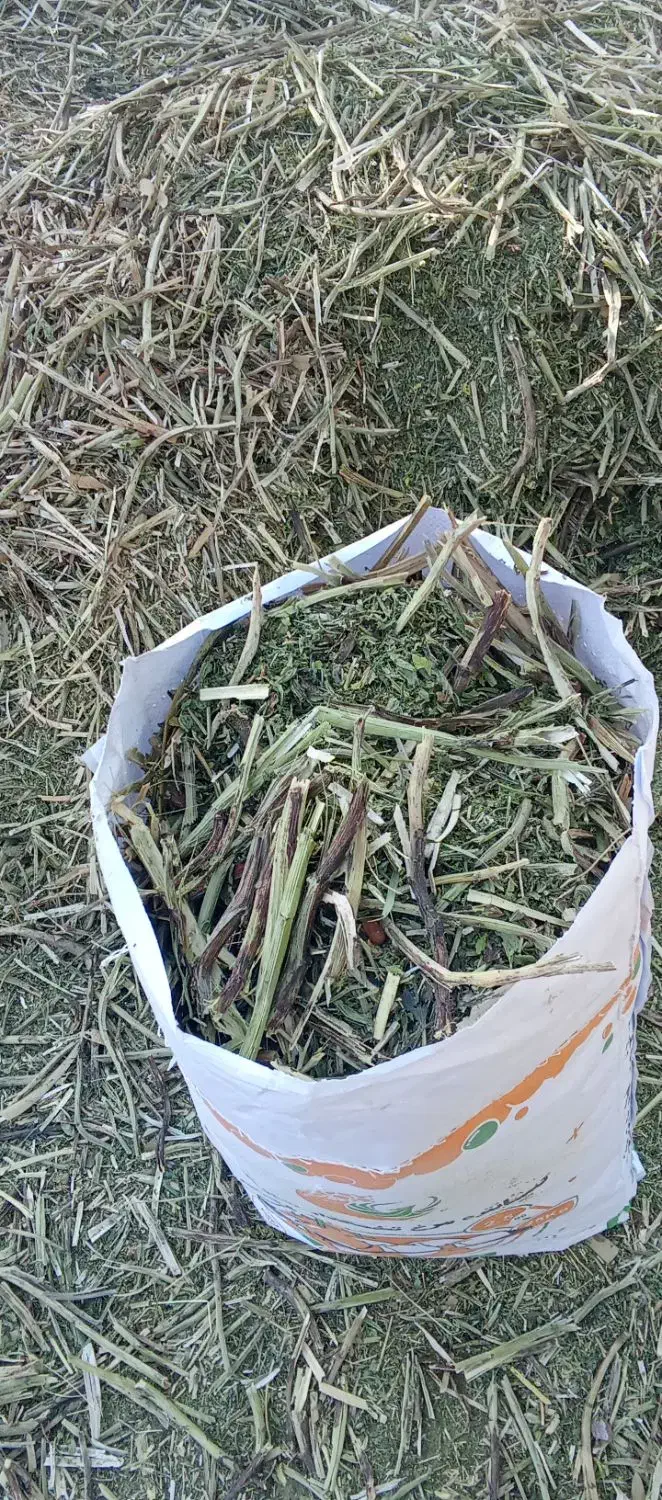 کاه باقله تمیز|حیوانات مزرعه|گچی, |دیوار