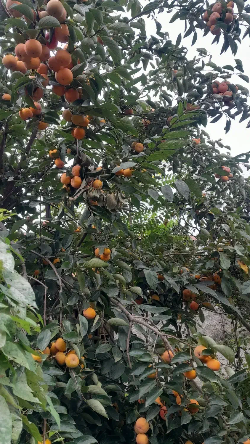 میوه خرمالو|عمده‌فروشی|پره‌سر, |دیوار