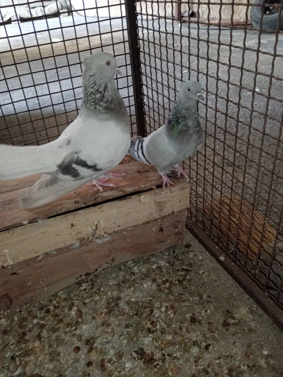 دم سفید|پرنده|جره و بالاده, |دیوار