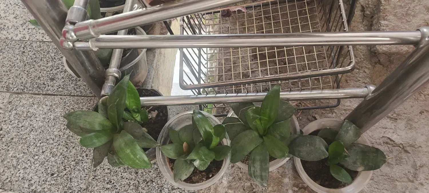 گل زیبا|گل و گیاه طبیعی|نورآباد, |دیوار