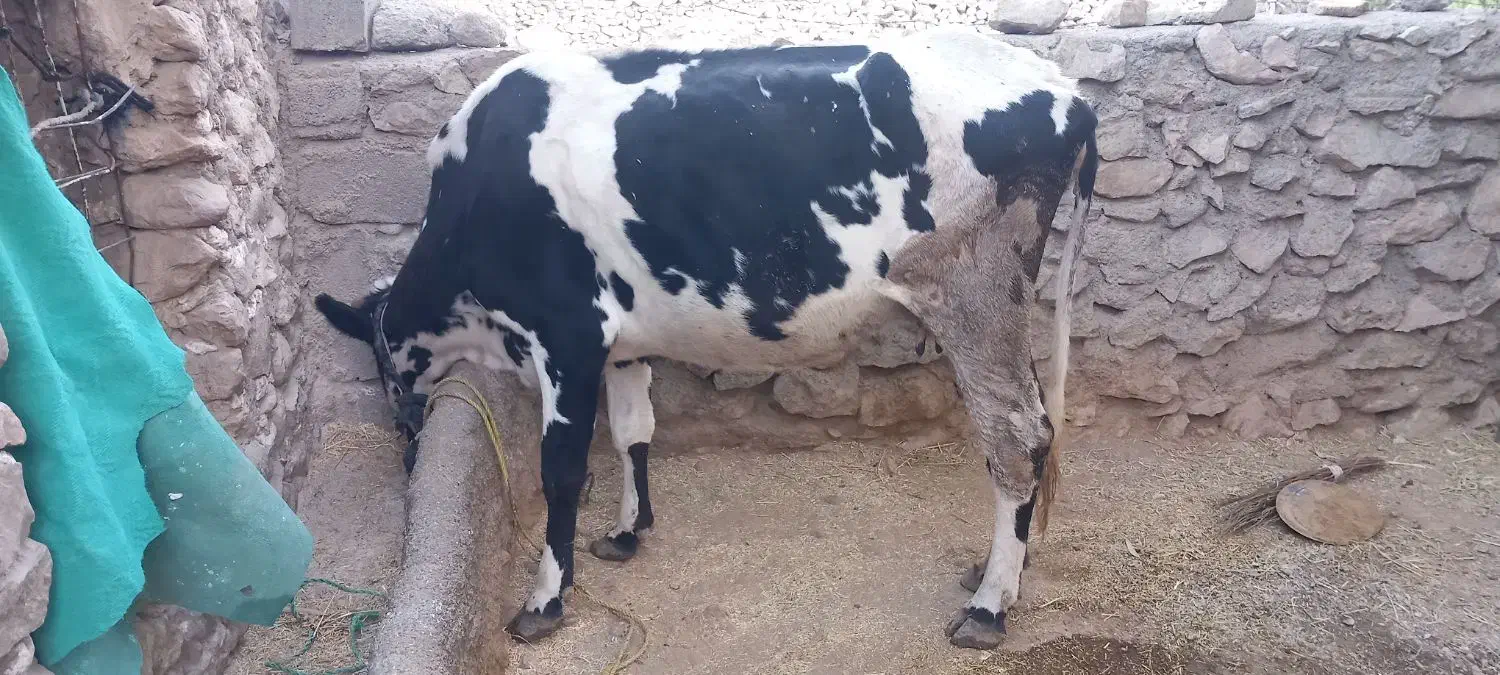 گاو۳ ماه آبستن|حیوانات مزرعه|باشت, |دیوار