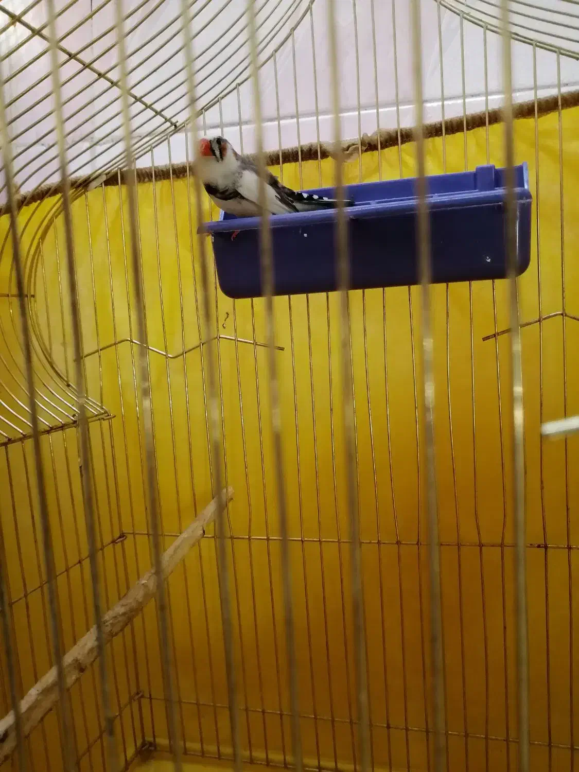 فنچ|پرنده|اصفهان, شهرک امام خمینی|دیوار