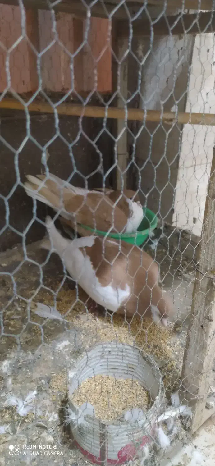 یک جفت ساده|پرنده|گنبد کاووس, |دیوار