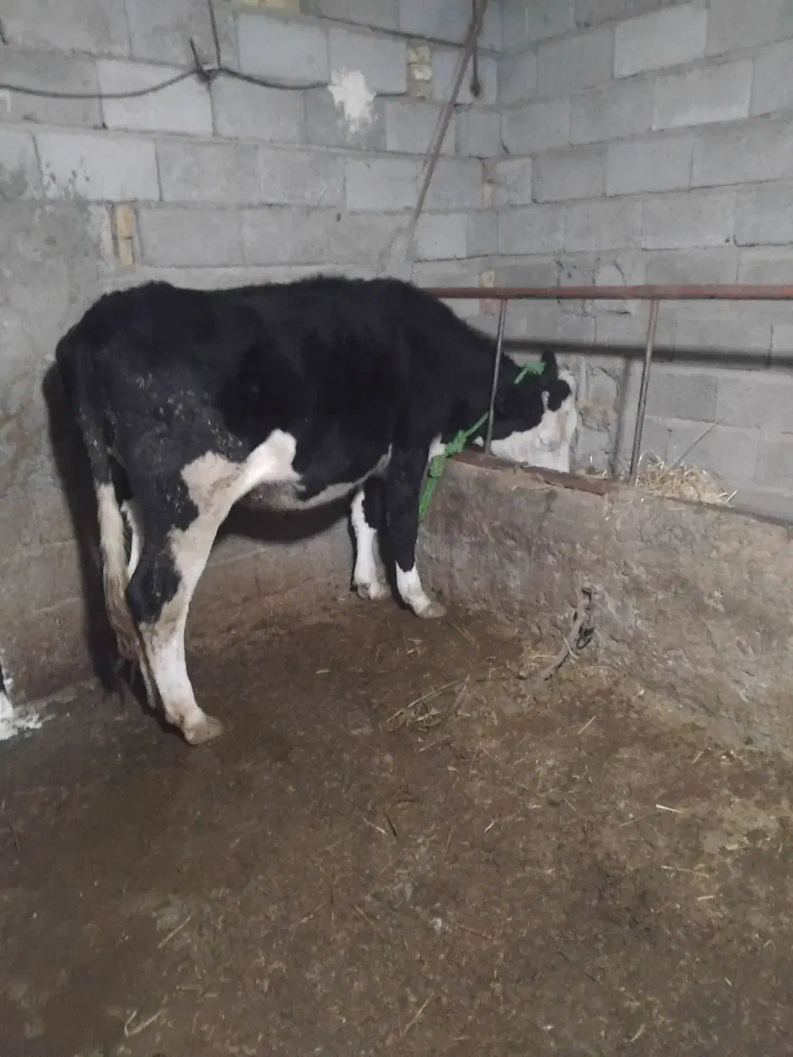 گاو گوساله تلیسه شکم اول سیمنتال درجه1|حیوانات مزرعه|تبریز, |دیوار