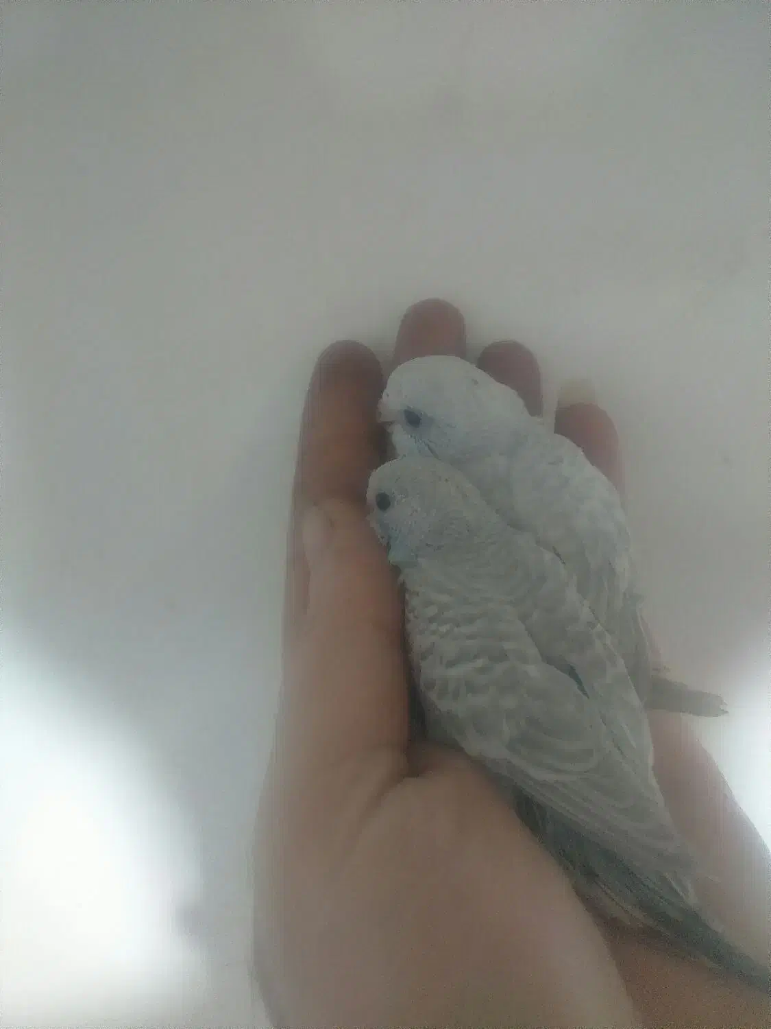 مرغ عشق پرنده دستی سخنگو|پرنده|رشت, شهرک شهید مفتح|دیوار