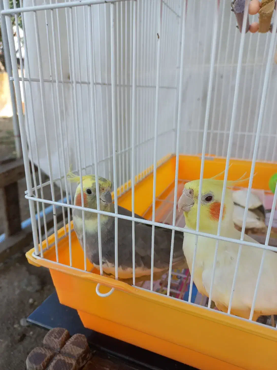 دو جفت عروس هلندی آماده جوجه کشی|پرنده|رشت, گلسار|دیوار