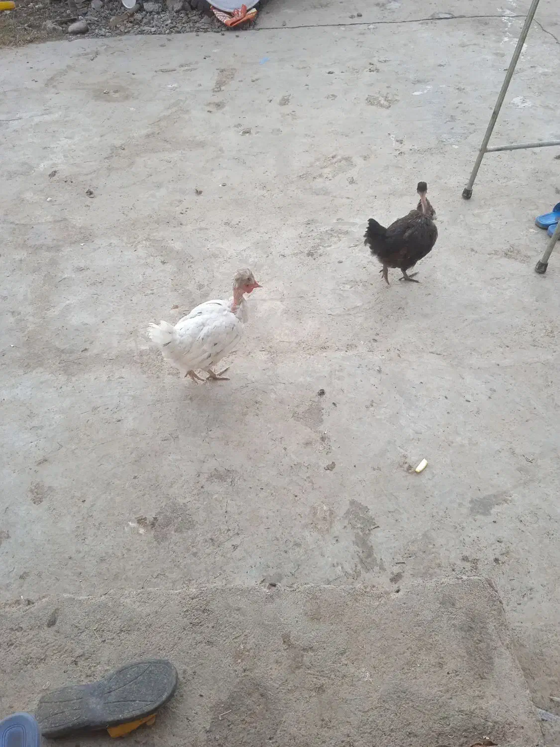 سلام یک مرغ گردن یک جوجه چهار ماهم هست|حیوانات مزرعه|دلند, |دیوار