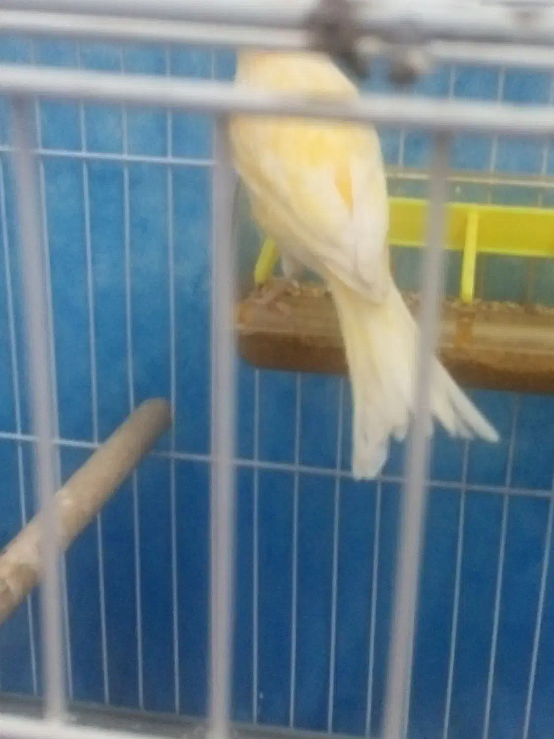 قناری عروس کوتوله مرغ عشق سهره|پرنده|سبزوار, قلعه‌نو دهزار|دیوار