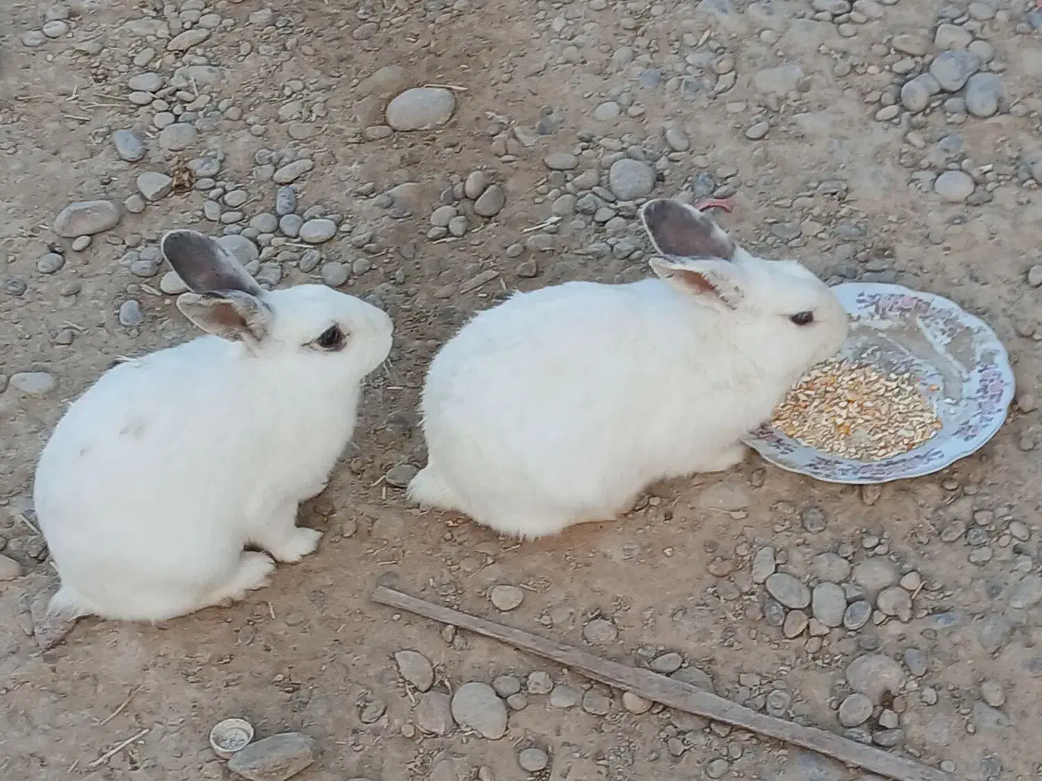 سه عددخرگوش فورش فوری|موش و خرگوش|هندیجان, |دیوار