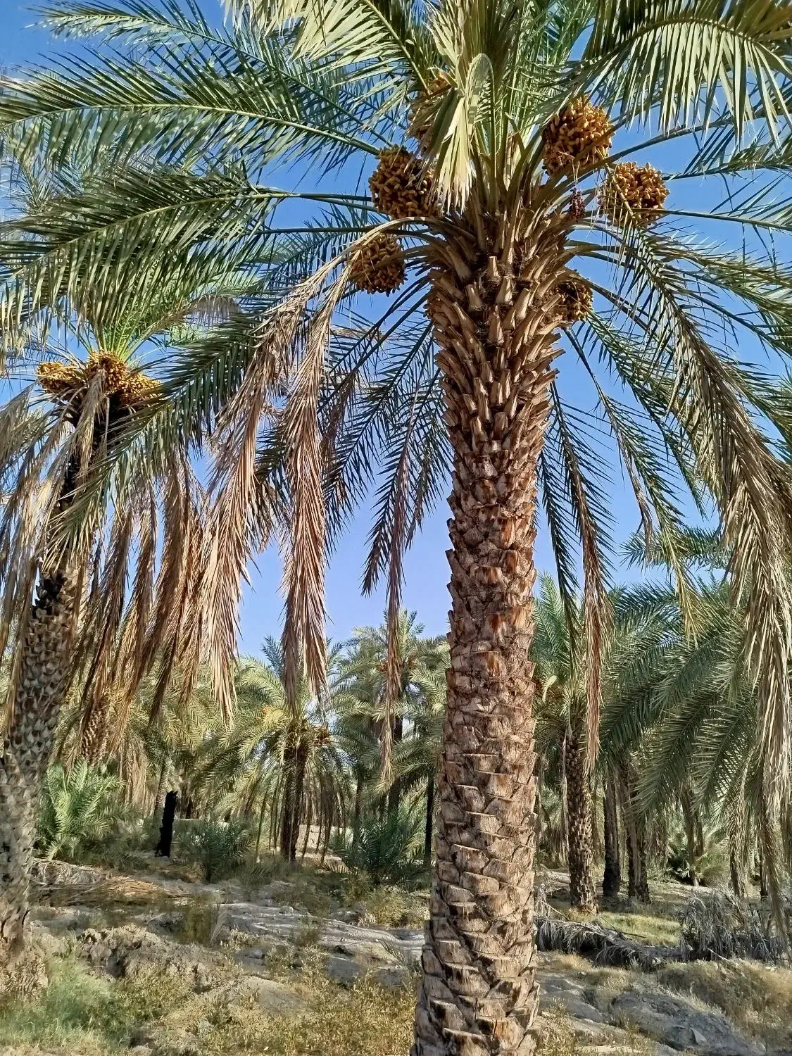 فروش زمین کشاورزی حاجی اباد معدنوییه|فروش دفتر صنعتی، کشاورزی، تجاری|حاجی آباد, |دیوار