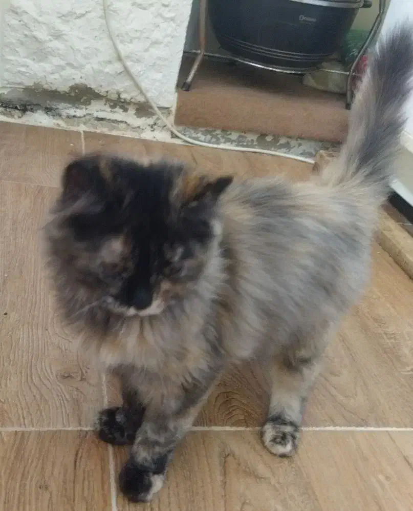 فروشی نژاد پرشین و. دی اس اچ سه ماهه بازیگوش ماده|گربه|ارومیه, |دیوار