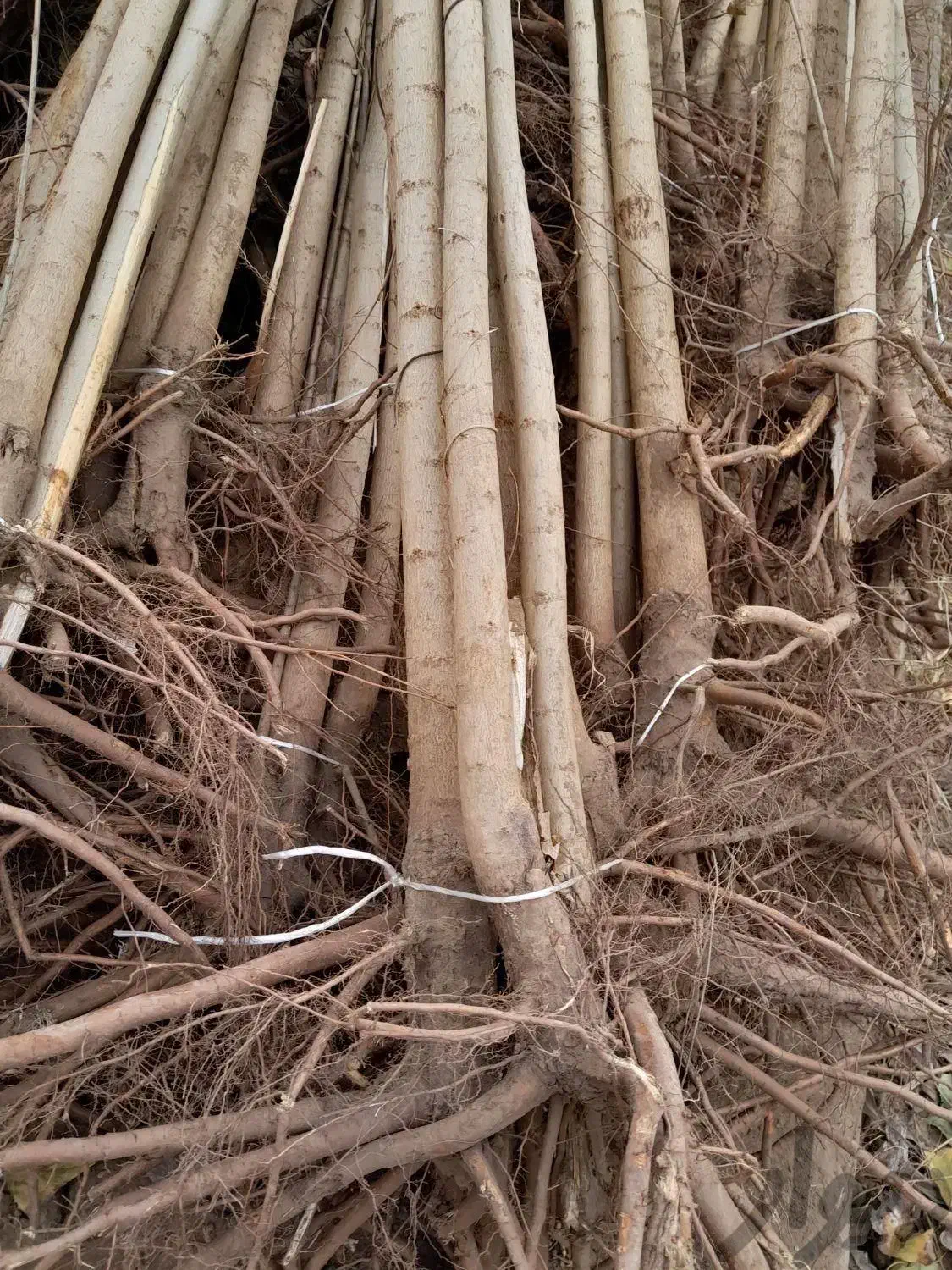 نهال صنوبر مقاوم رشد سریع و ماندگاری طولانی|خدمات باغبانی و درختکاری|کرج, فاز ۴ مهرشهر|دیوار