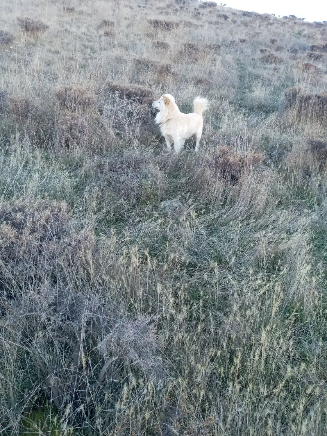 پاکوتان نر گله میره  ف 2|سگ|ارشق, |دیوار