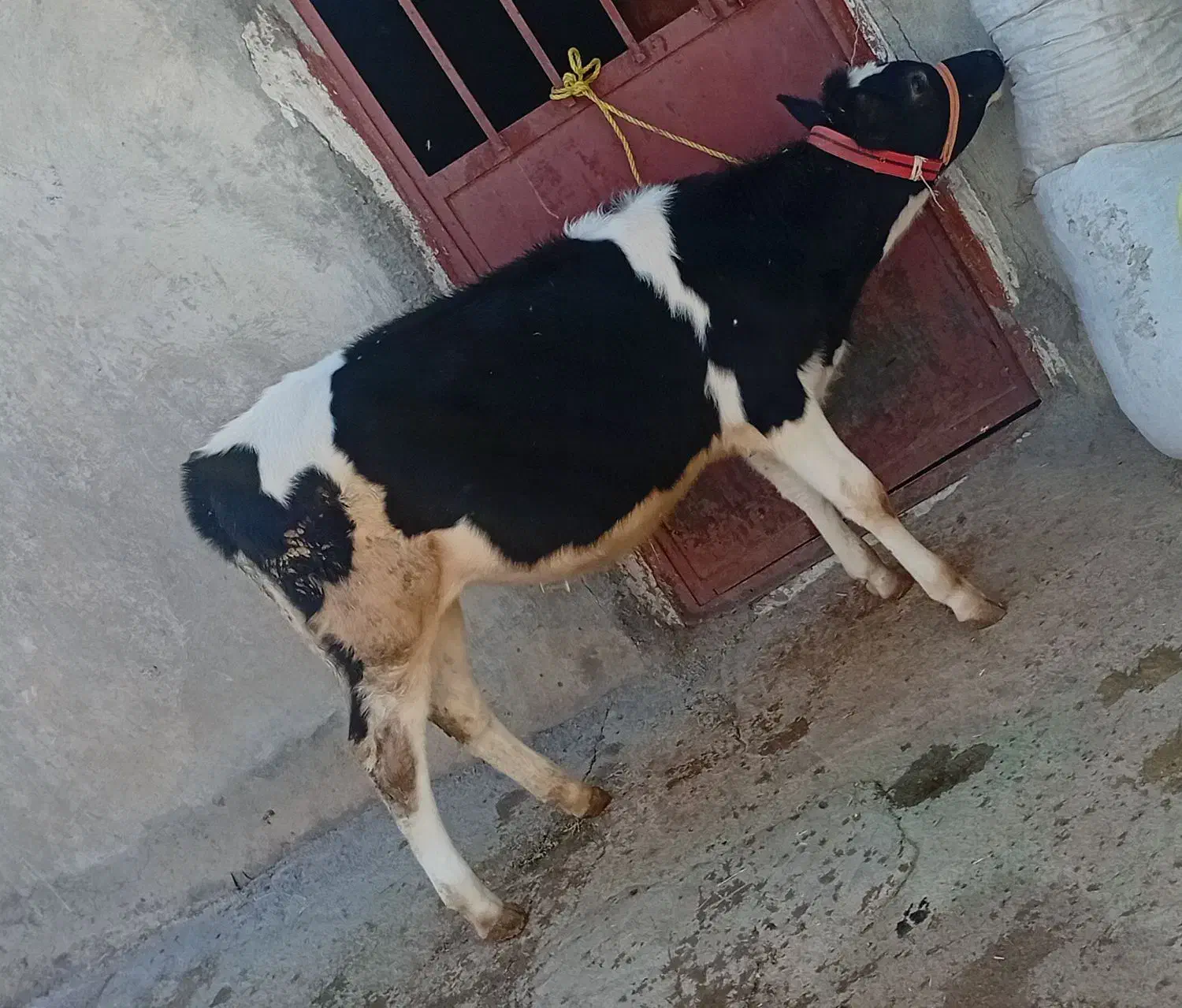 گوساله ماده سرحال ۶ماه|حیوانات مزرعه|دشت ذهاب, |دیوار