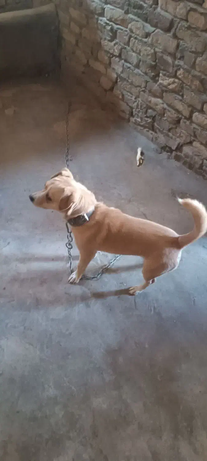 سگ پا کوتاه|سگ|کرمانشاه, |دیوار